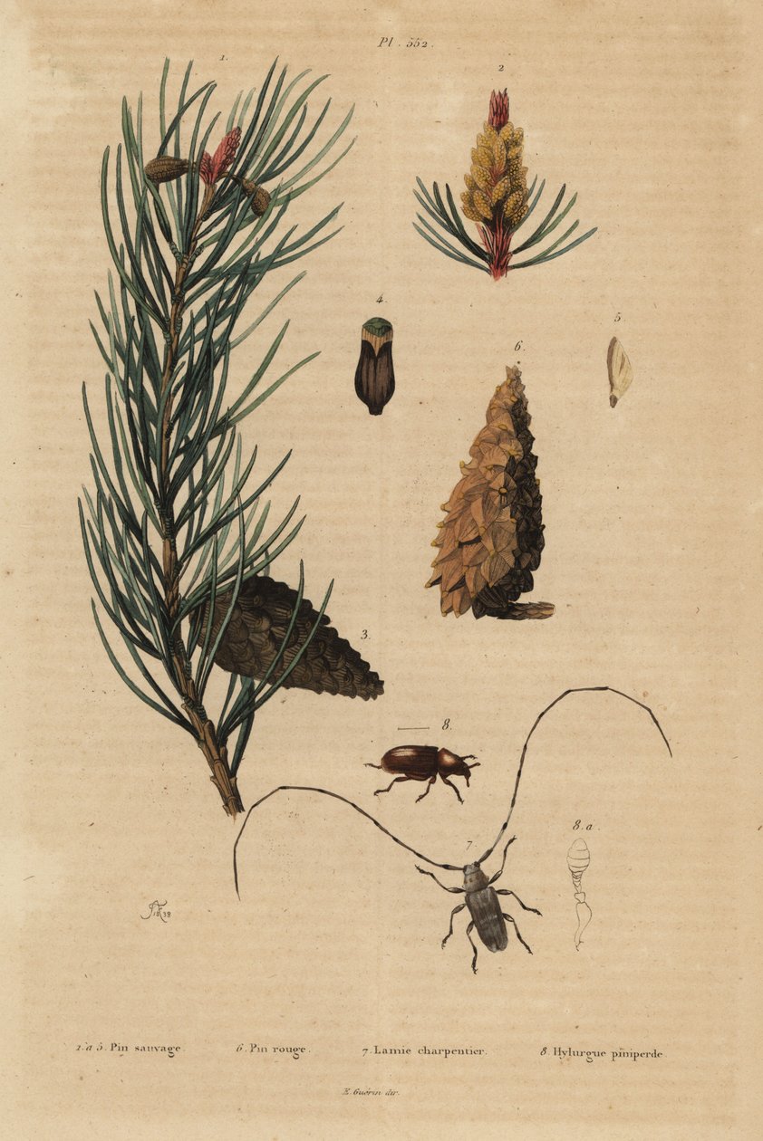 Borovice lesní, Pinus sylvestris 1-5 a borovice červená neboli norská, Pinus resinosa 6, snovačka, Lamia textor 7 a borovice Tomicus piniperda od Unbekannt