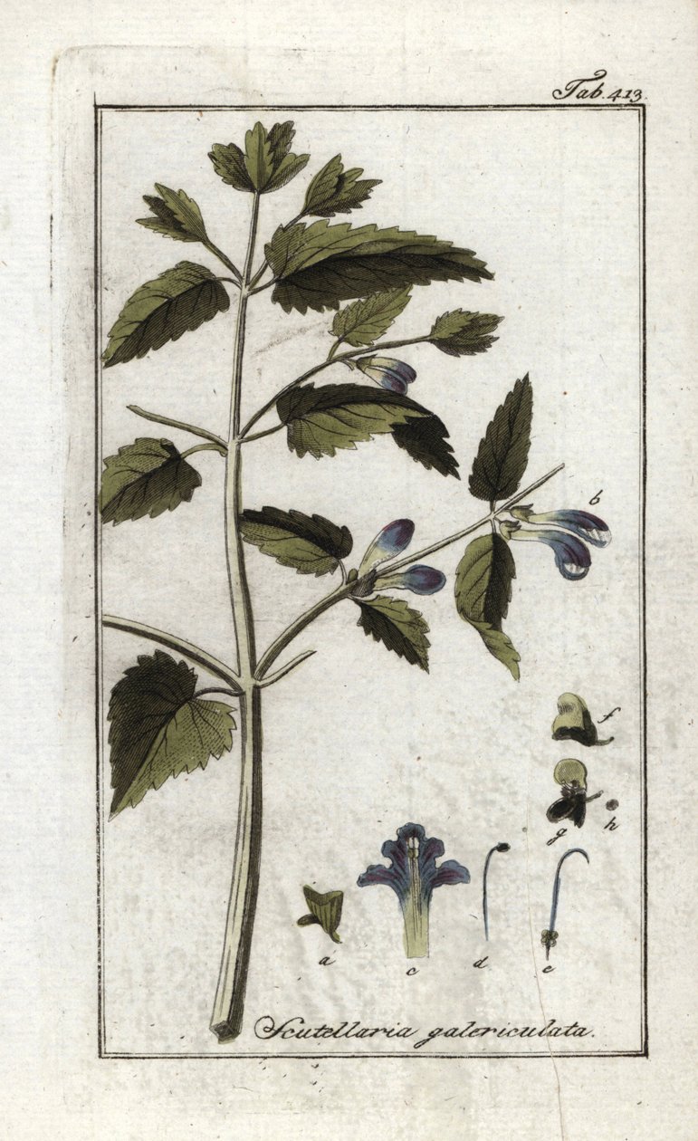 Šrucha s přilbou nebo velkým kloboukem (Scutellaria galericulata). Litografie z knihy "Afbeelding der Artseny-Gewassen" od Johannese Zorna (1739-1799), Nizozemsko od Unbekannter Künstler
