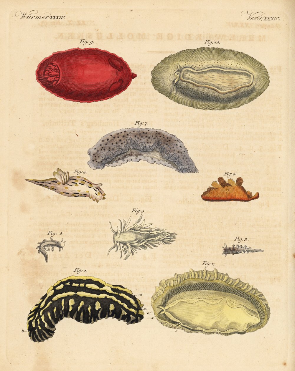 Mořští plži: Aeolidia papillosa 5, Scyllaea pelagica 6, Tritonia hombergii 7, Polycera quadrilineata 8 a Platydoris argo 9,10. Ručně kolorovaná mědirytina z knihy Friedricha Johanna Bertucha Bilderbuch fur od Unbekannter Künstler