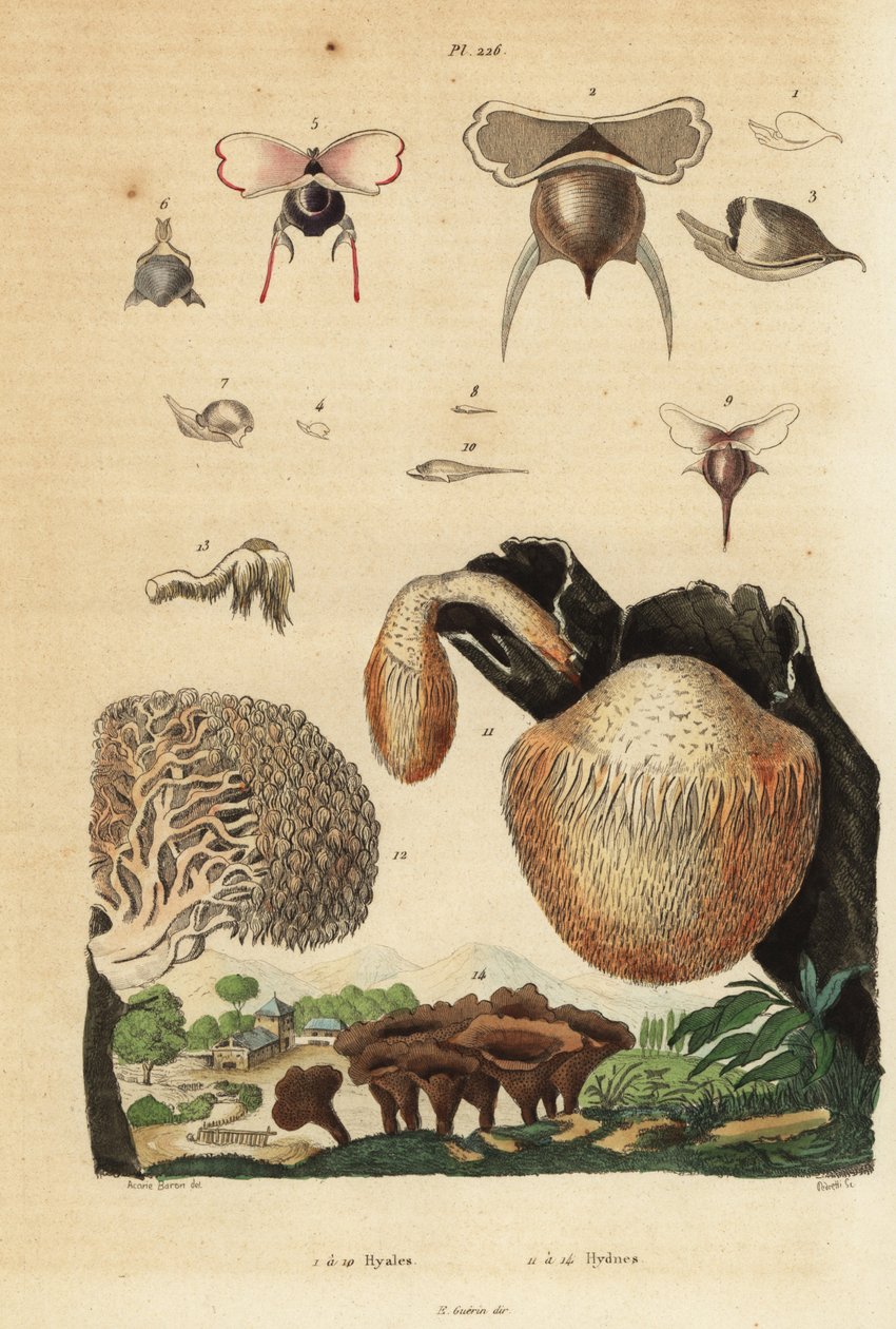 Mořští plži, Diacavolinia limbata a Diacria trispinosa 1-10 a houby Hydnum, ježek, Hydnum repandum 14, korálový zub, Hericium coralloides 12 atd. od Unbekannt