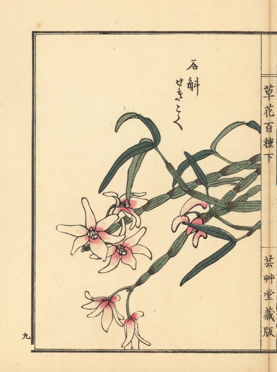 Sekkoku, Mohlovo dendrobium nebo japonská kamenná orchidej, Dendrobium moniliforme. Ručně kolorovaný dřevoryt Kono Baireiho z knihy Kusa Bana Hyakushu (Sto druhů květin), Tokio, Yamada. od Unbekannter Künstler