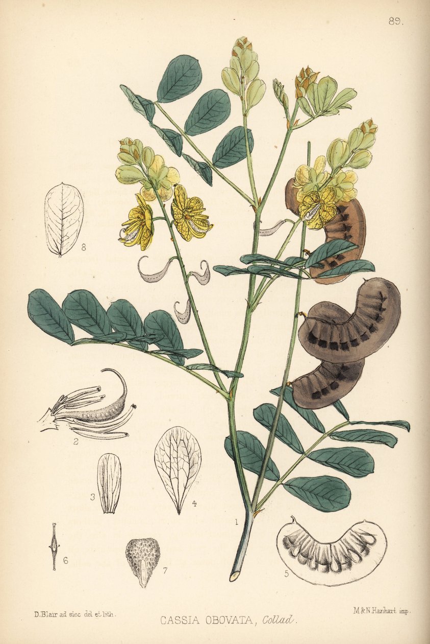 Senna senegalská, Senna italská nebo Senna Port Royal, Senna italica (Cassia obovata). Hanhartova ručně kolorovaná litografie podle botanické ilustrace Davida Blaira z knihy Roberta Bentleyho a Henryho Trimena Medicinal Plants, London. od Unbekannter Künstler