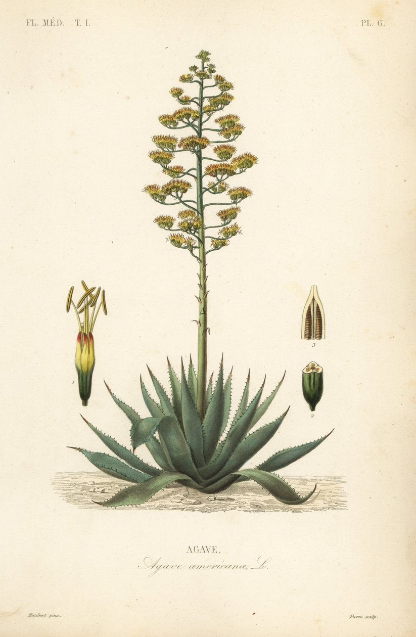 Sentry rostlina, rostlina století, maguey nebo americká aloe, Agave americana, Agave od Unbekannt