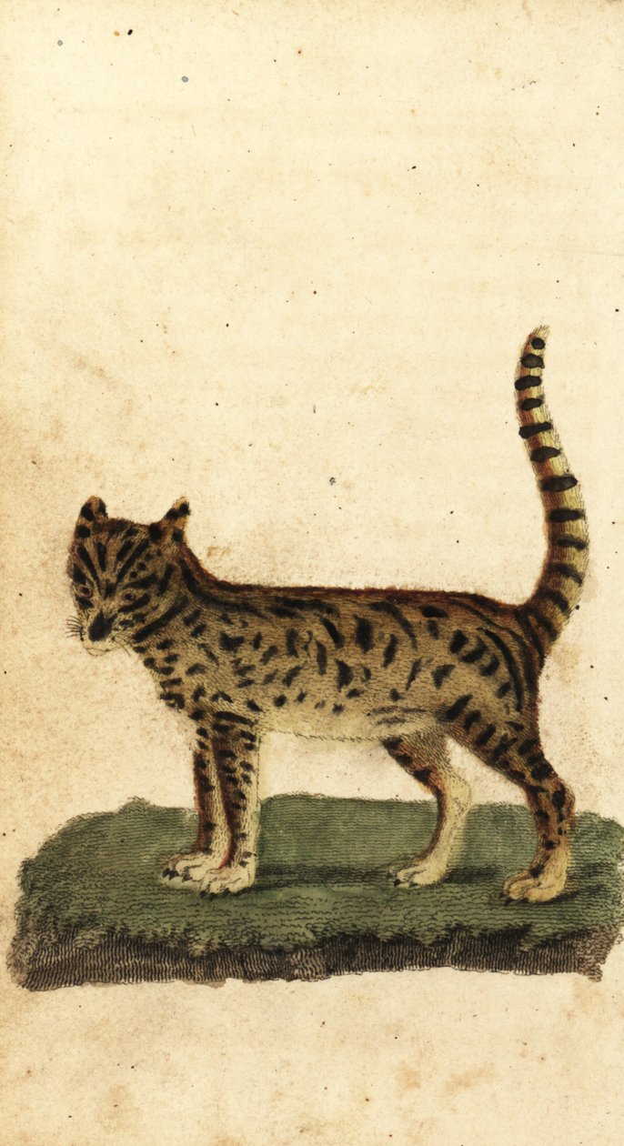 Serval, Leptailurus serval., 1800 (rytina) od Unbekannter Künstler