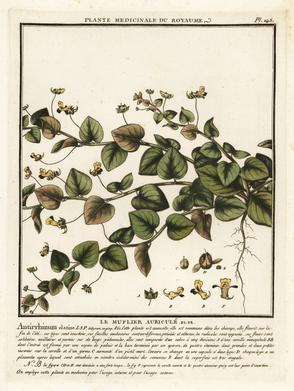 Sharpleaf cancerwort, Kickxia elatine. od Unbekannter Künstler