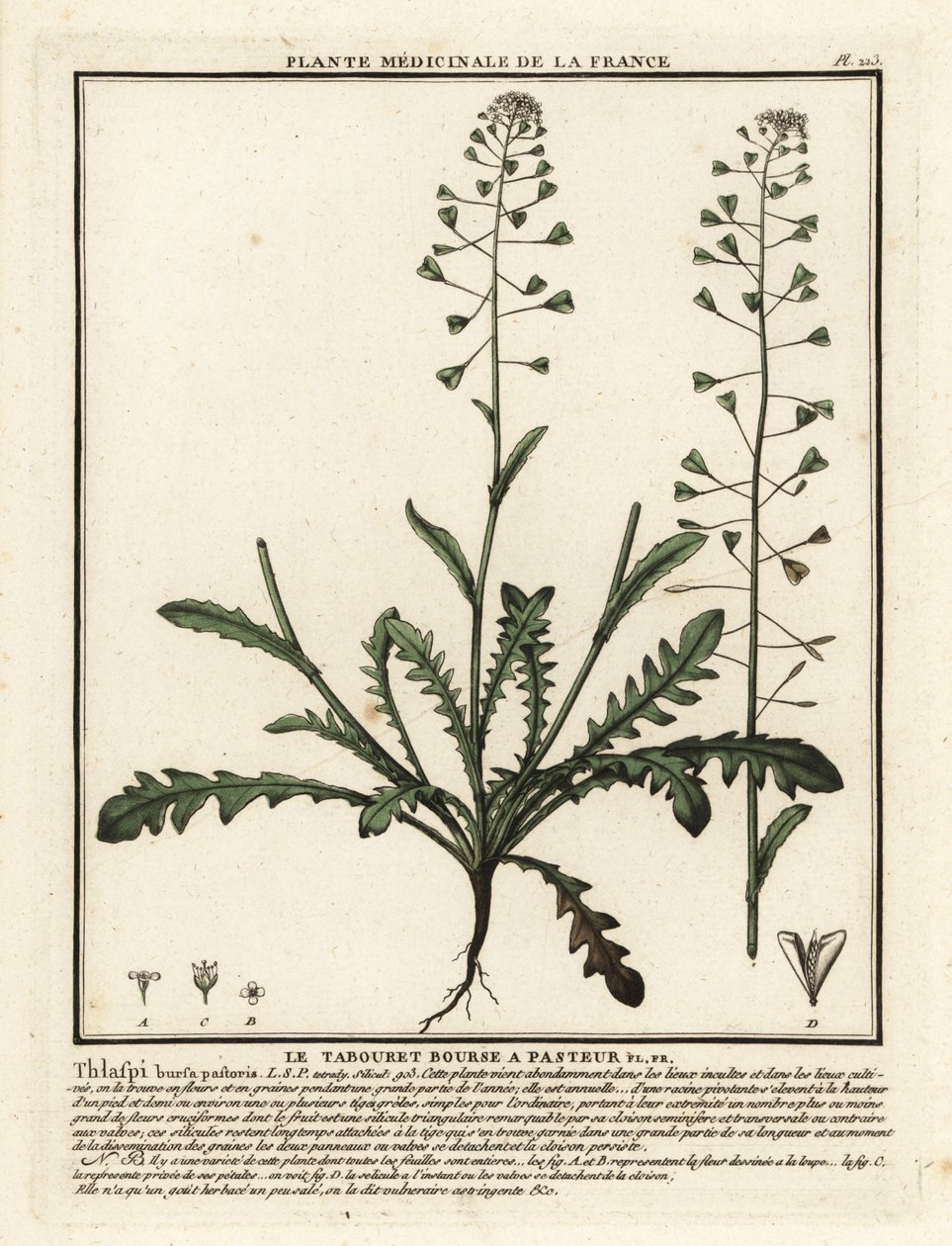 Pastýřská peněženka, Capsella bursa-pastoris. od Unbekannter Künstler