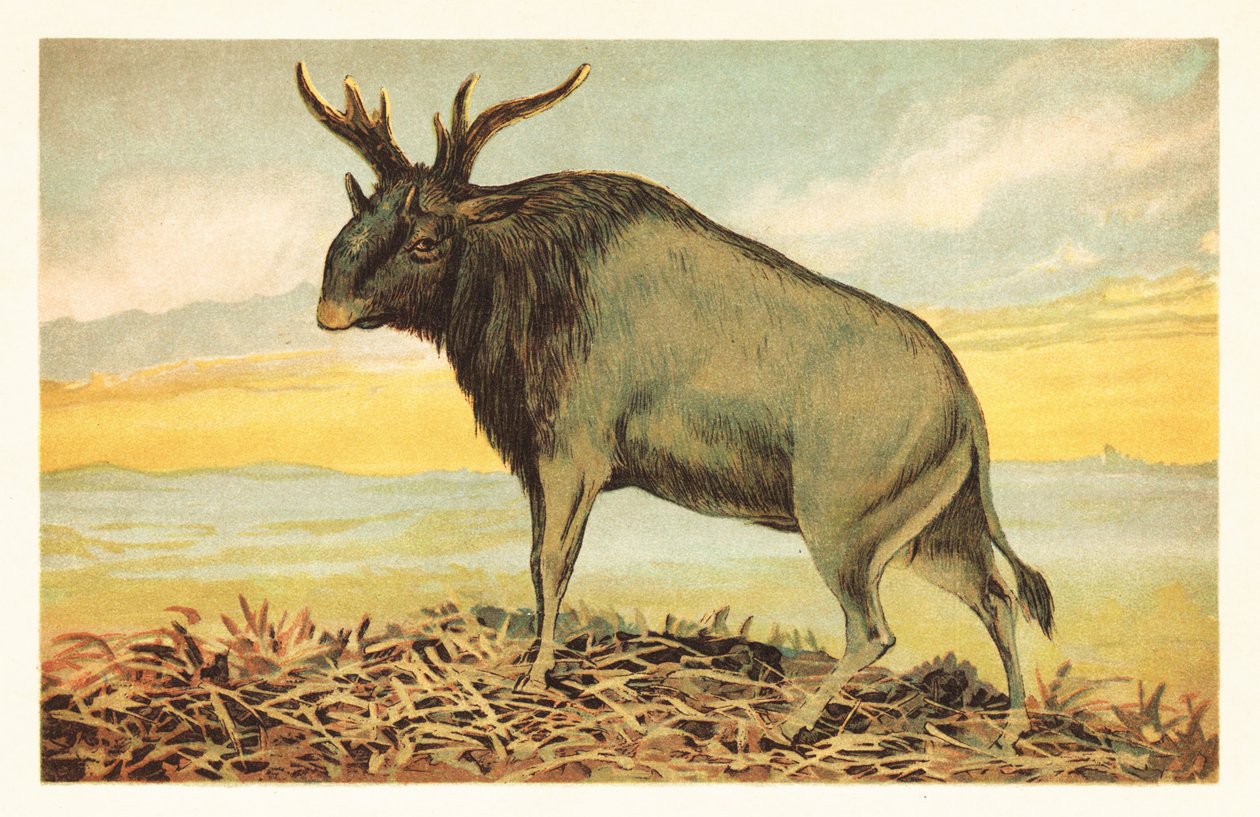 Šivova bestie, Sivatherium giganteum.1908 (litografie) od Unbekannter Künstler