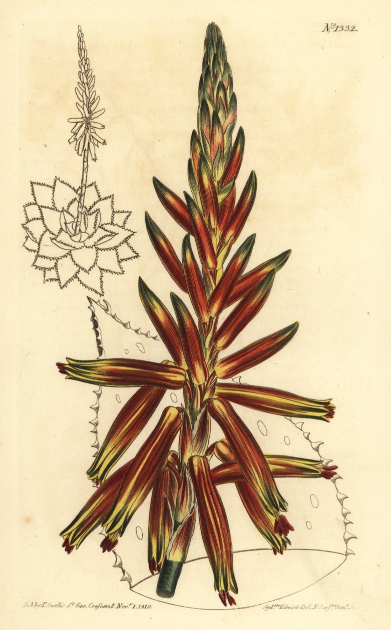 Krátkolistá aloe, Aloe brevifolia var od Unbekannt