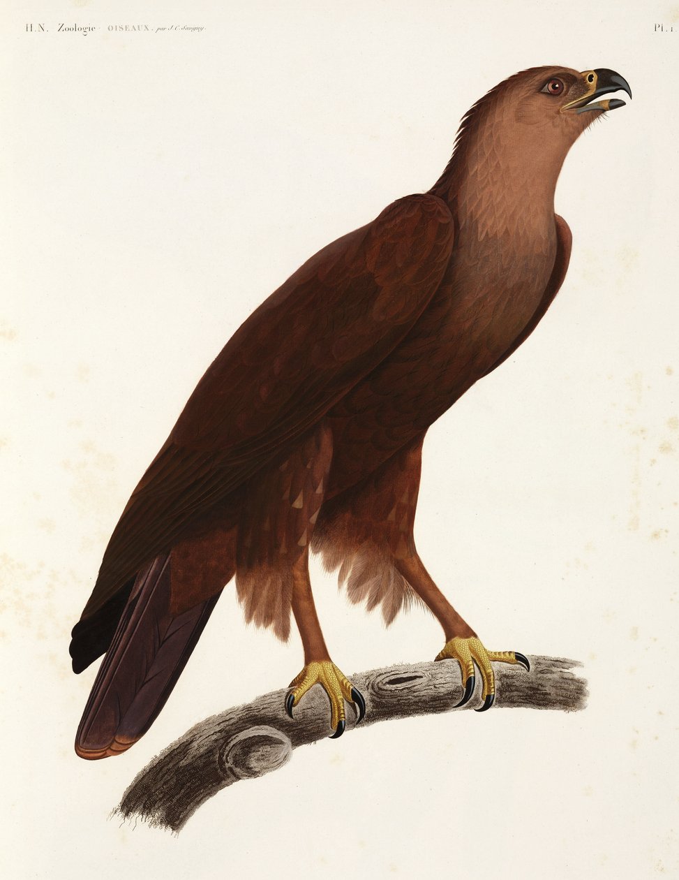 Shrill Eagle, Egypt od Unbekannter Künstler
