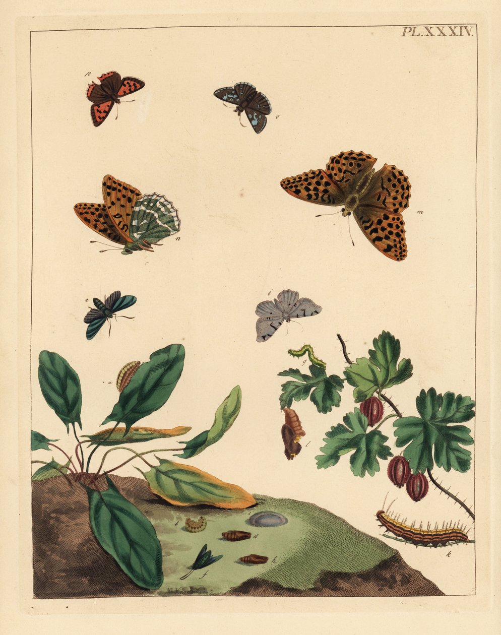 Motýl stříbřitý okáč, Argynnis paphia, můra lesní, Adscita statices, můra L. nebo angreštová, Halia vauaria, drobný motýl měděnka, Lycaena phlaeas, skokan hnědý, Erynnis tages, a keř angrešt, Ribes grossularia. Ručně kolorovaná litografie od Unbekannter Künstler