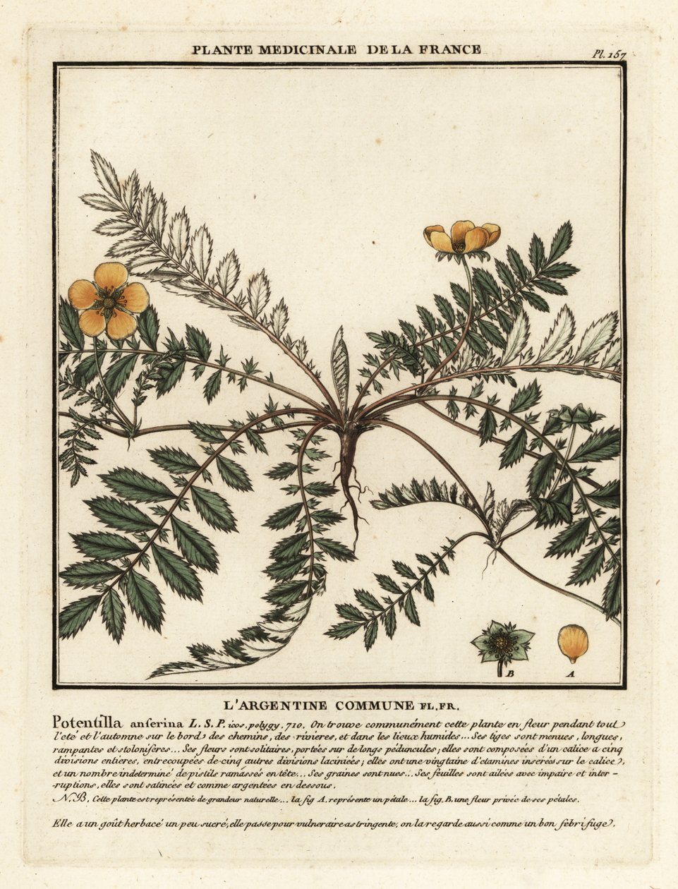 Silverweed, Potentilla anserina. od Unbekannter Künstler