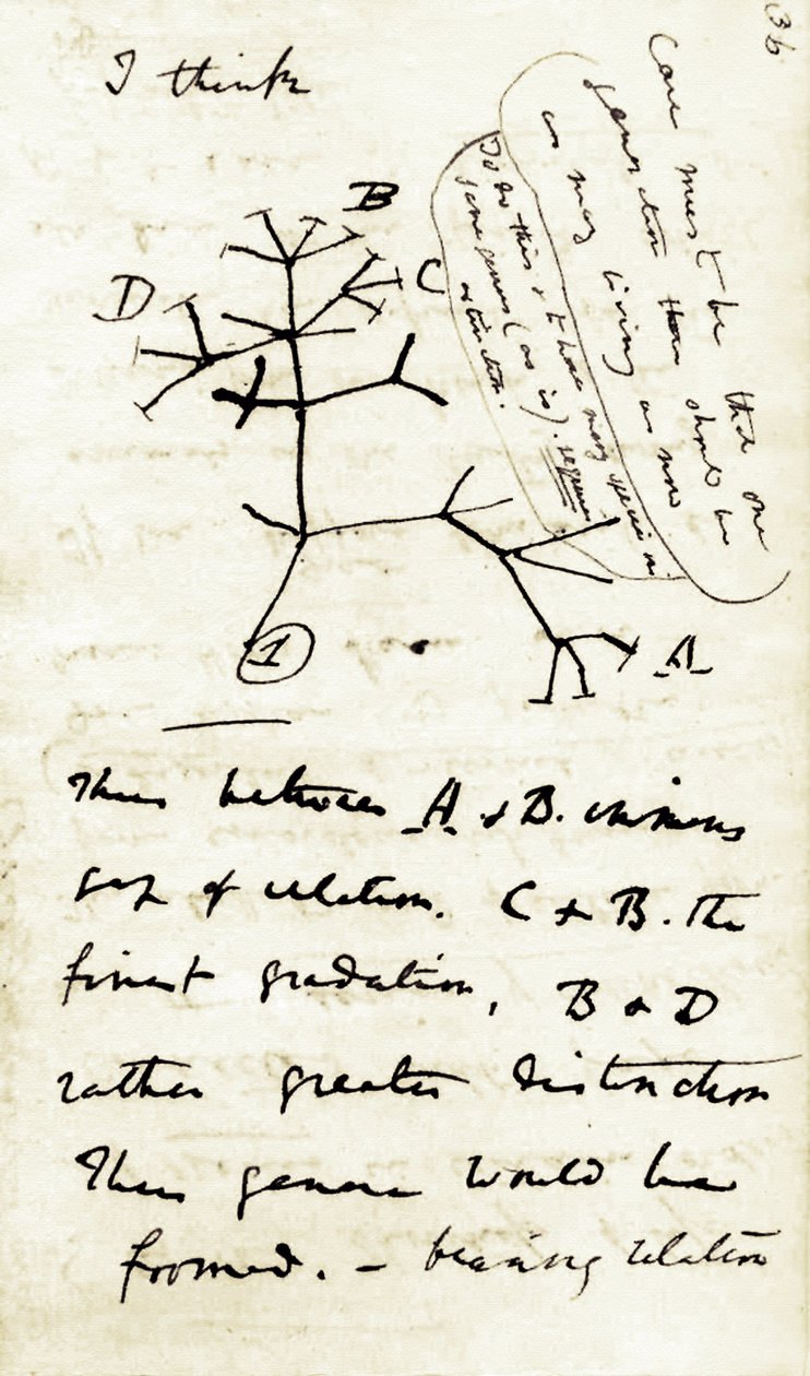 Náčrtek Charlese Darwina (1809-1882) z jeho prvního zápisníku "Transmutace druhů": jedná se o jeho první schéma vztahující se k jeho evoluční teorii. 1837 od Unbekannter Künstler