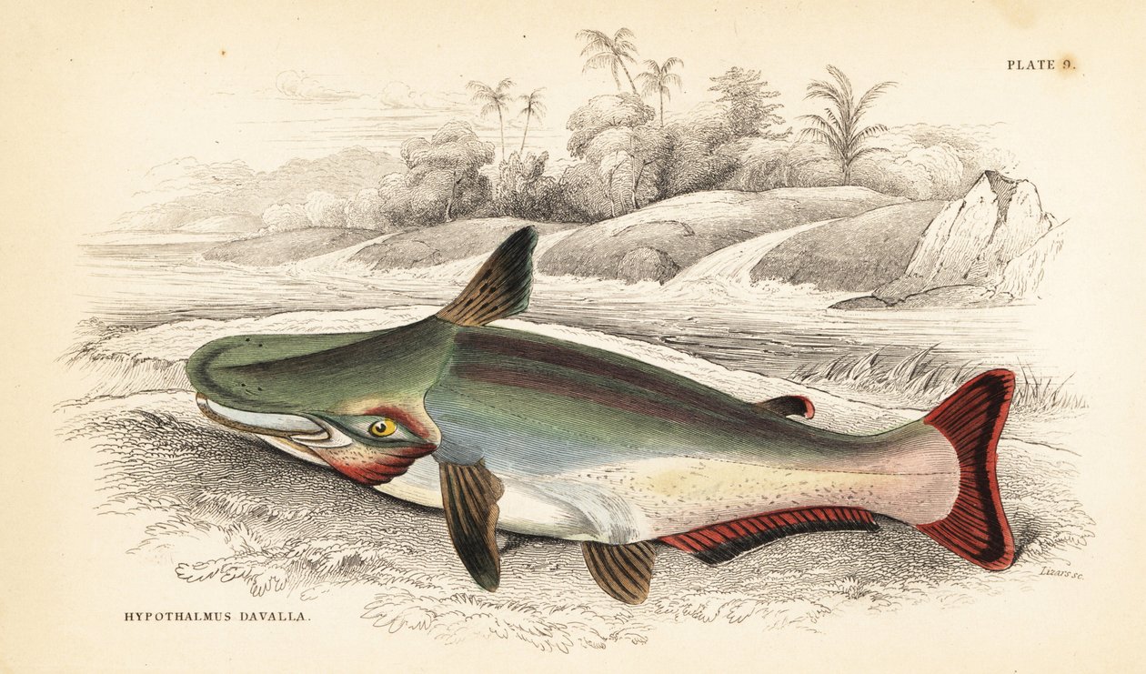 Sumec svahový, Ageneiosus inermis (Dawalla z Arawaaks, Hypothalmus davalla). Ručně kolorovaná ocelorytina W. H. Lizarse podle ilustrace Jamese Stewarta z knihy Roberta Schomburga Fishes of Guiana, která je součástí knihy sira Williama Jardina Naturalist