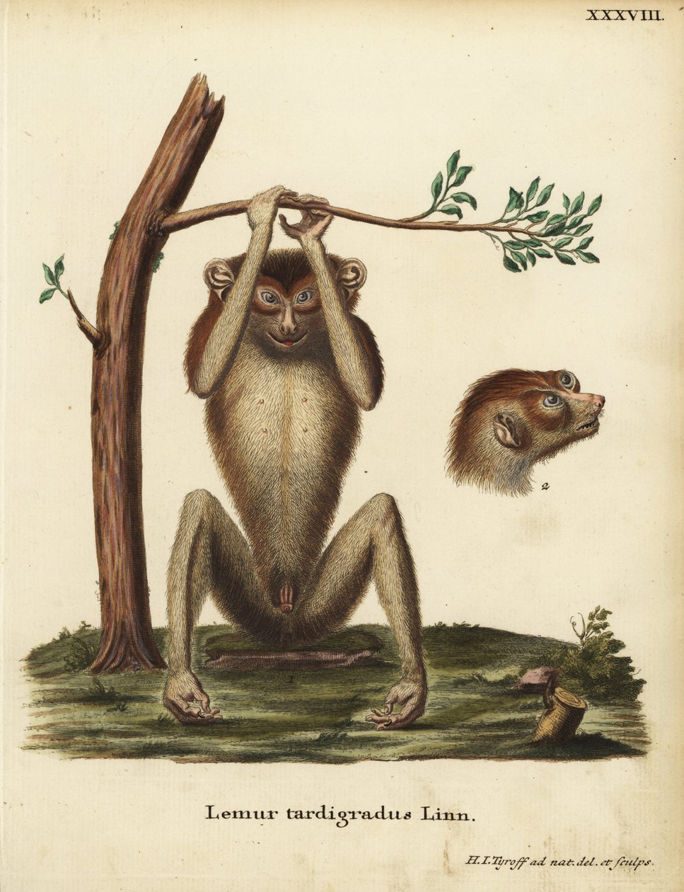 Lemur pomalý neboli lorík červený, Loris tardigradus. Ohrožený. Lemur tardigradus Linn. Ručně kolorovaná mědirytina nakreslená a vyrytá podle přírody Hermannem Jakobem Tyroffem z knihy Johanna Christiana Daniela Schrebera Animal Illustrations after Nature, od Unbekannter Künstler
