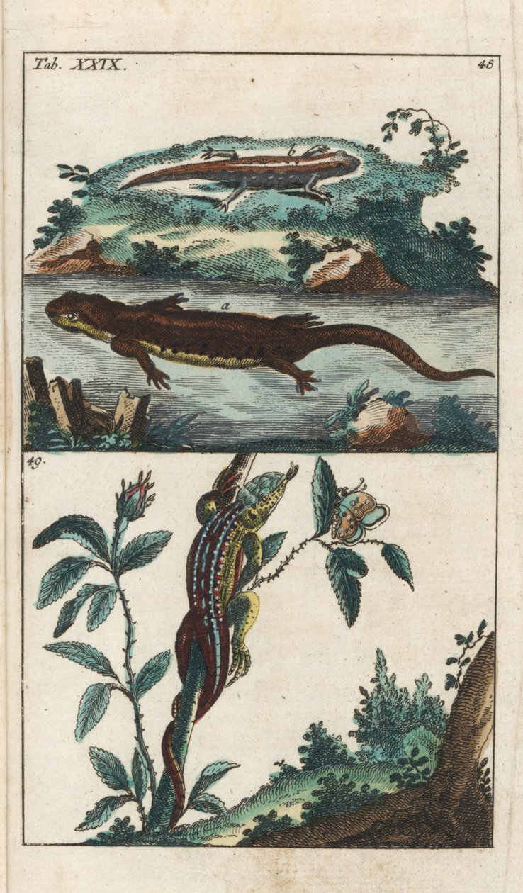 Triton hladký a ještěrka písečná - Silná voda od Gottlieba Tobiase Wilhelma (1758-1811), z Encyklopedie přírodopisu: Obojživelníci od Unbekannter Künstler