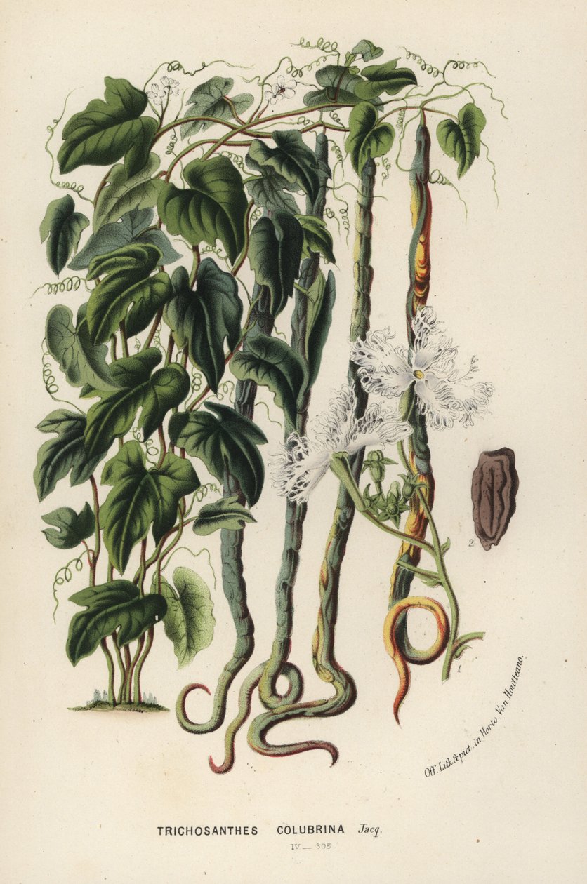 Hadí tykev, Trichosanthes cucumerina (Hadí okurka nebo chlupatka, Trichosanthes colubrina). Ručně kolorovaná litografie z knihy Louise van Houtta a Charlese Lemaira Květiny zahrad a skleníků Evropy, Flore des Serres et des Jardins de l