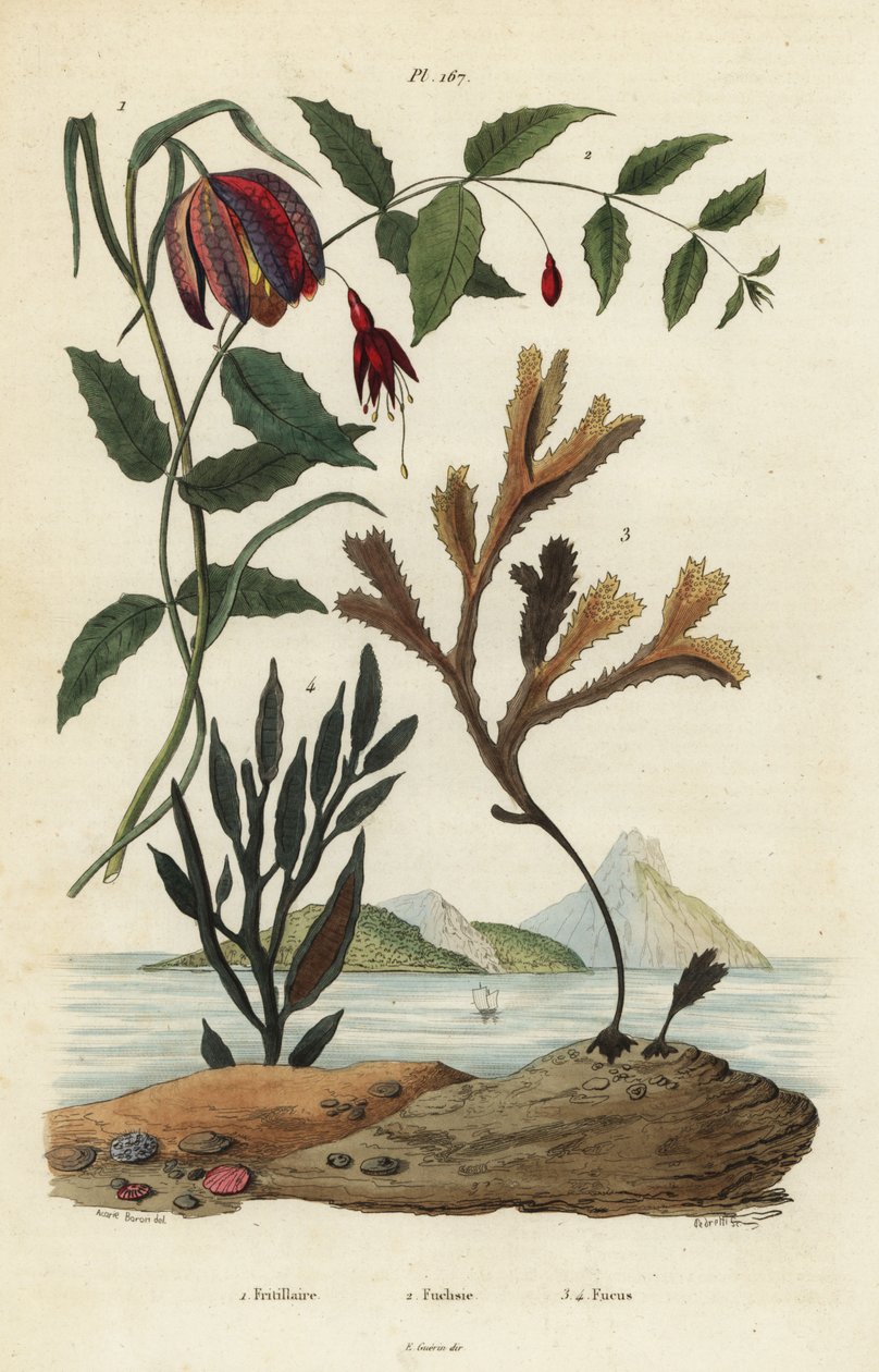 Hadí hlava fritillary, Fritillaria meleagris 1, kolibřík fuchsie, Fuchsia magellanica 2, zubatka, Fucus serratus 3 a Fucus siliqueux 4. Fritillaire, Fuchsie, Fucus od Unbekannt