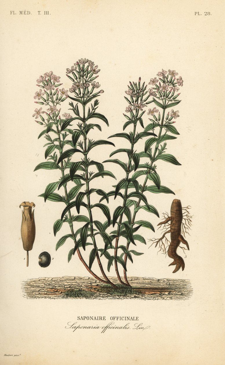 Mydlice nebo mydlice, Saponaria officinalis, Saponaire officinale od Unbekannt