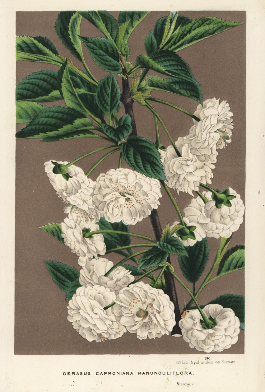 Višeň, Prunus cerasus (caproniana ranunculiflora). Ručně kolorovaná litografie z knihy Louise van Houtteho a Charlese Lemaira Květiny zahrad a skleníků Evropy, Flore des Serres et des Jardins de l