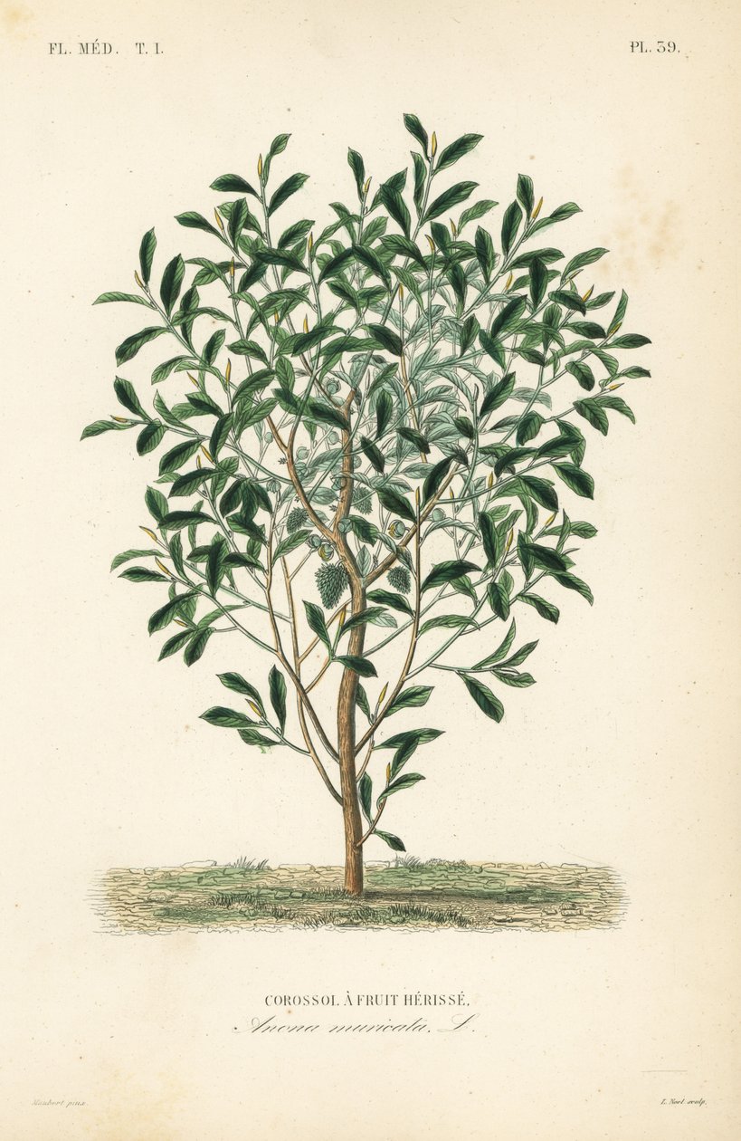 Soursop, graviola nebo strom guyabano, Annona muricata, Corossol a herisse ovocná od Unbekannt