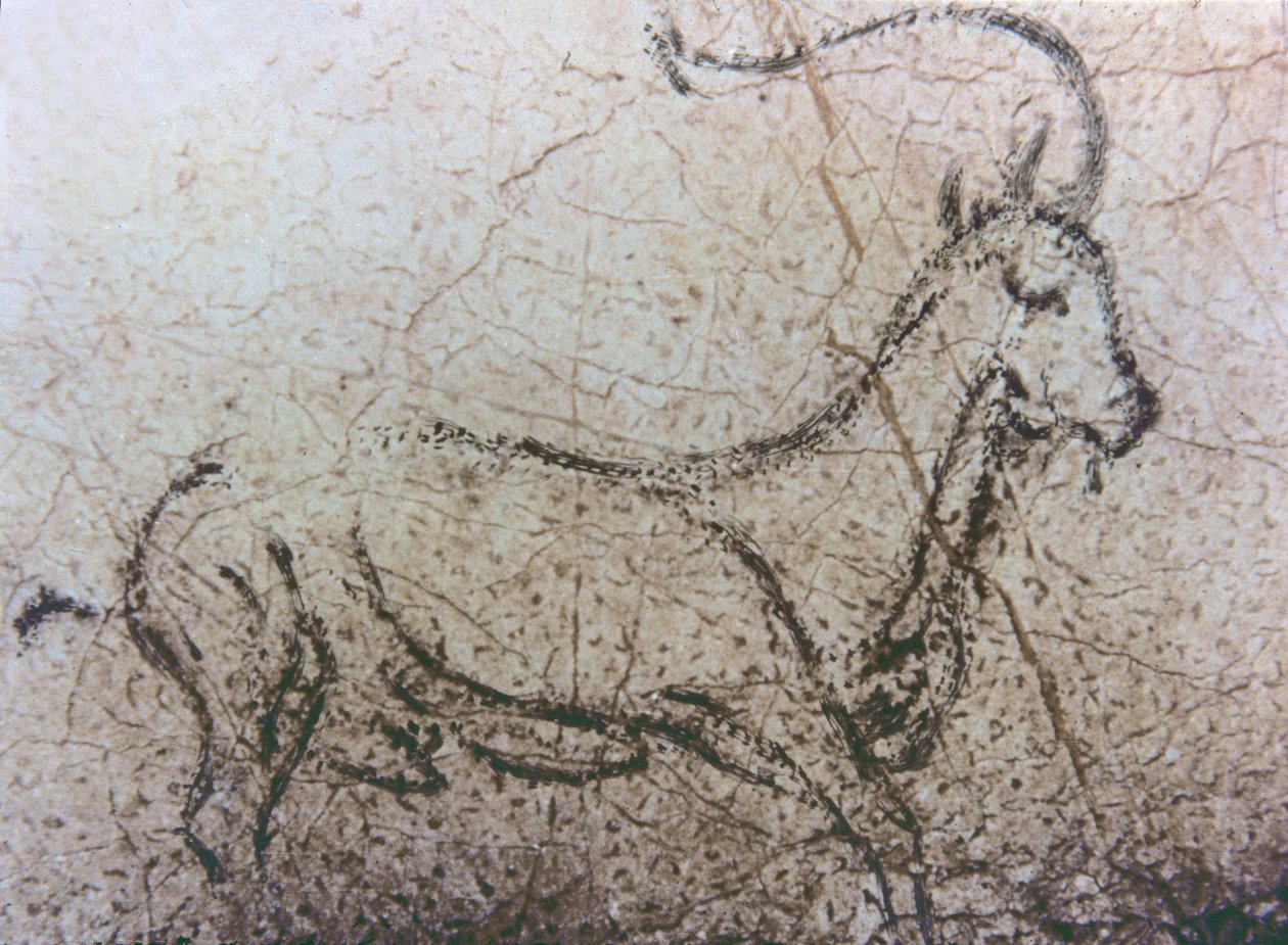 Španělská koza, paleolit, asi 40 000–12 000 př. n. l. (skalní malba) od Unbekannter Künstler