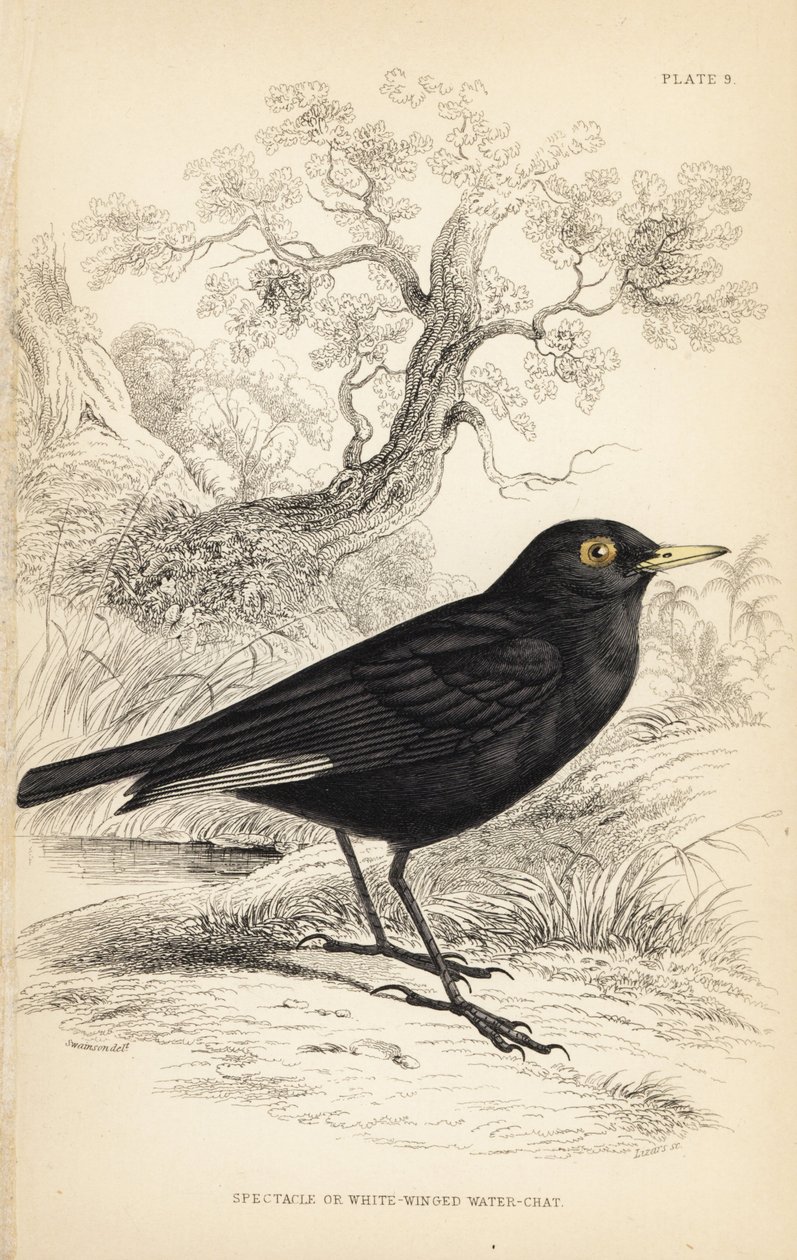Tyran brýlový, Hymenops perspicillatus (brejlovec nebo bělokřídlý, Perspicilla leucoptera). Ručně kolorovaná ocelorytina Williama Lizarse podle ilustrace Williama Swainsona z Naturalist