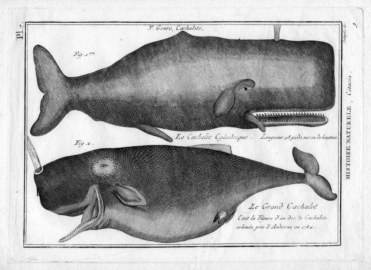 Sperm whales in "Painting Encyclopedique et Methodique des trois Regnes de la Nature" by Pierre Joseph Bonnaterre (1762-1804). Paříž 1784. od Unbekannter Künstler