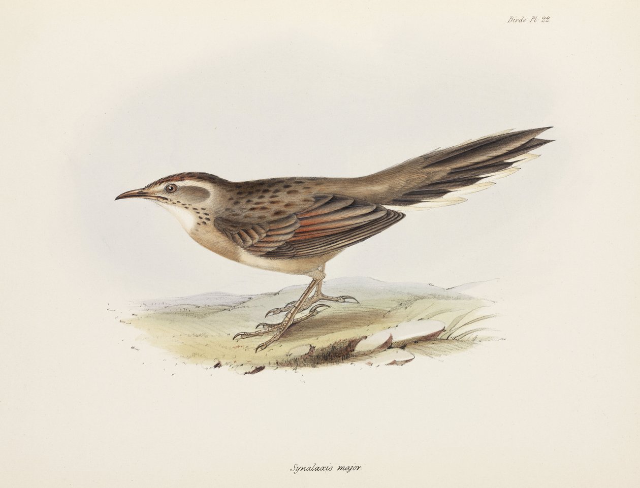 Spinetail, Jižní Amerika, c 1832-1836 od Unbekannter Künstler