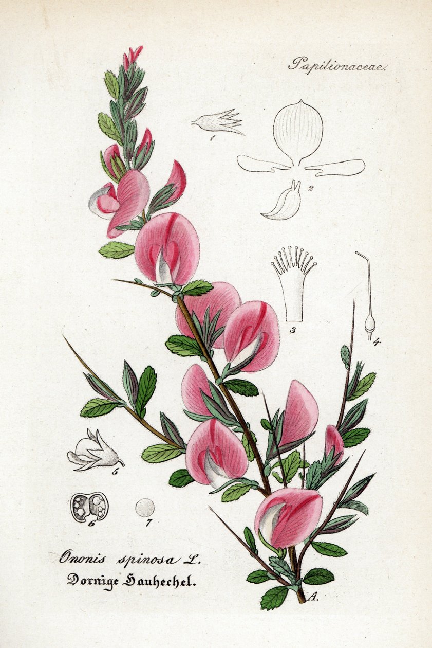 Restharrow ostnitý, Ononis spinosa. Ručně kolorovaná mědirytina z publikace Dr. Willibald Artus