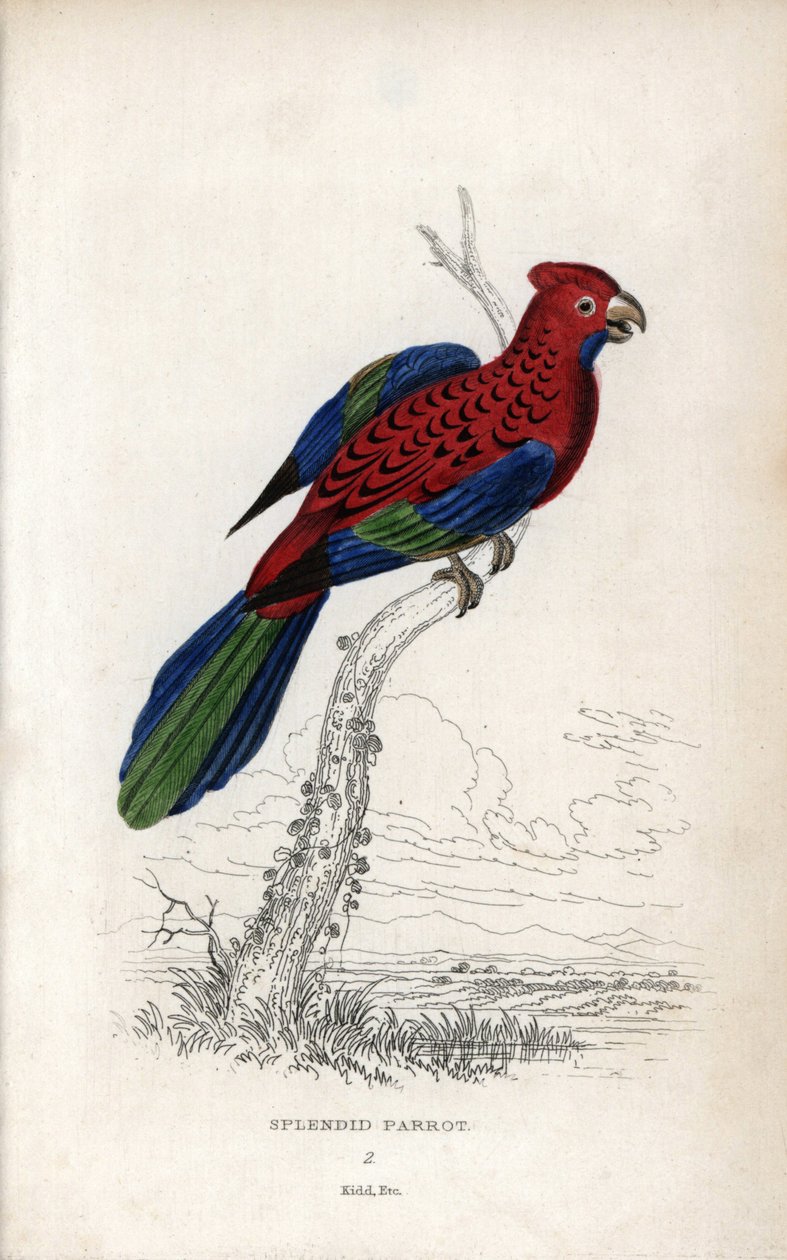 Papoušek nádherný (Psittacus gloriosus). Platycerus elegans. Litografie Josepha Kidda podle kresby Johna Audubona v Miscellany of Natural History: Lauder a kapitán Thomas Brown, vydaném v Edinburghu ve Skotsku v roce 1833. od Unbekannter Künstler