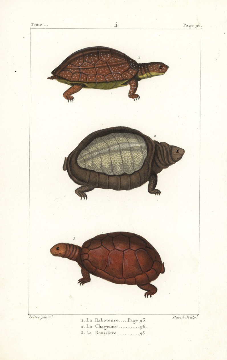 želva skvrnitá, Rhinoclemmys punctularia 1, želva indická, Lyssemys punctata 2, a želva severoafrická, Pelomedusa subrufa olivacea. Davidova ručně kolorovaná mědirytina podle ilustrace Jeana-Gabriela Pretreho z Bernu. od Unbekannter Künstler