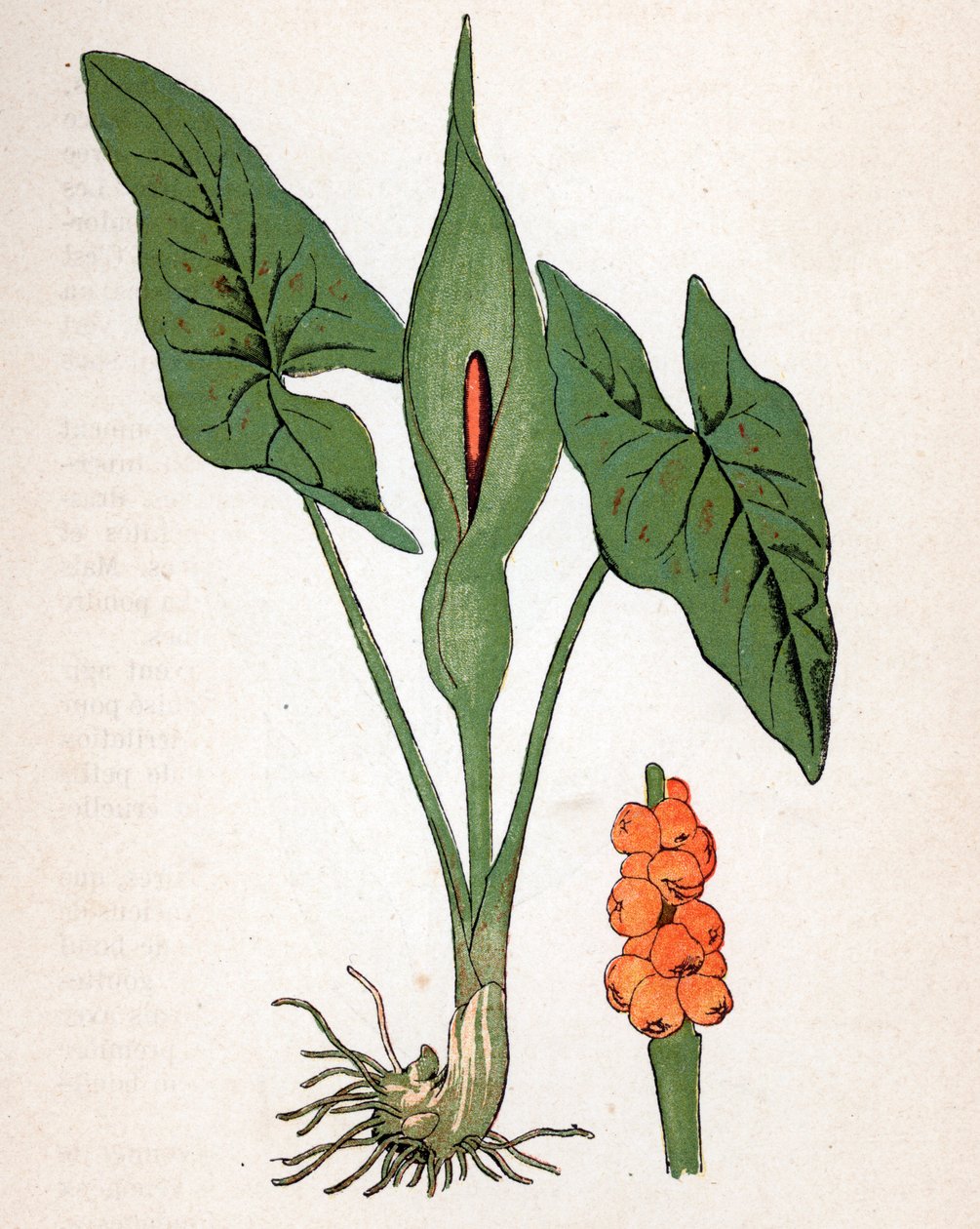 Gulet skvrnitý (Arum maculatum nebo Chandelle, Veal