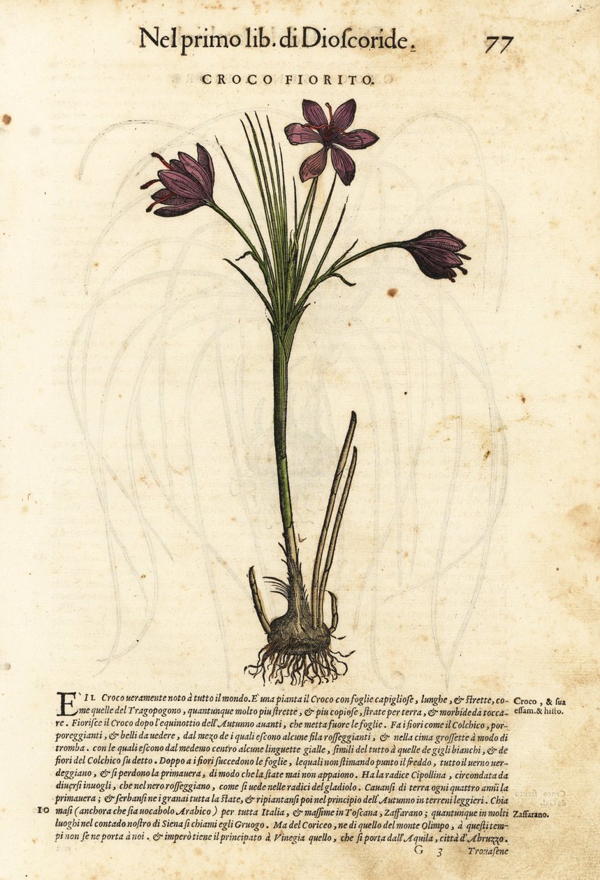 Krokus jarní, Crocus vernus (Krokus kvetoucí). Ručně kolorovaný dřevoryt Wolfganga Meyerpicka podle ilustrace Giorgia Liberaleho z knihy Pietra Andrey Mattioliho Discorsi di P.A. Matthioli ne i sei libri della Materia Medicinale di Pedacio Dioscorid. od Unbekannter Künstler
