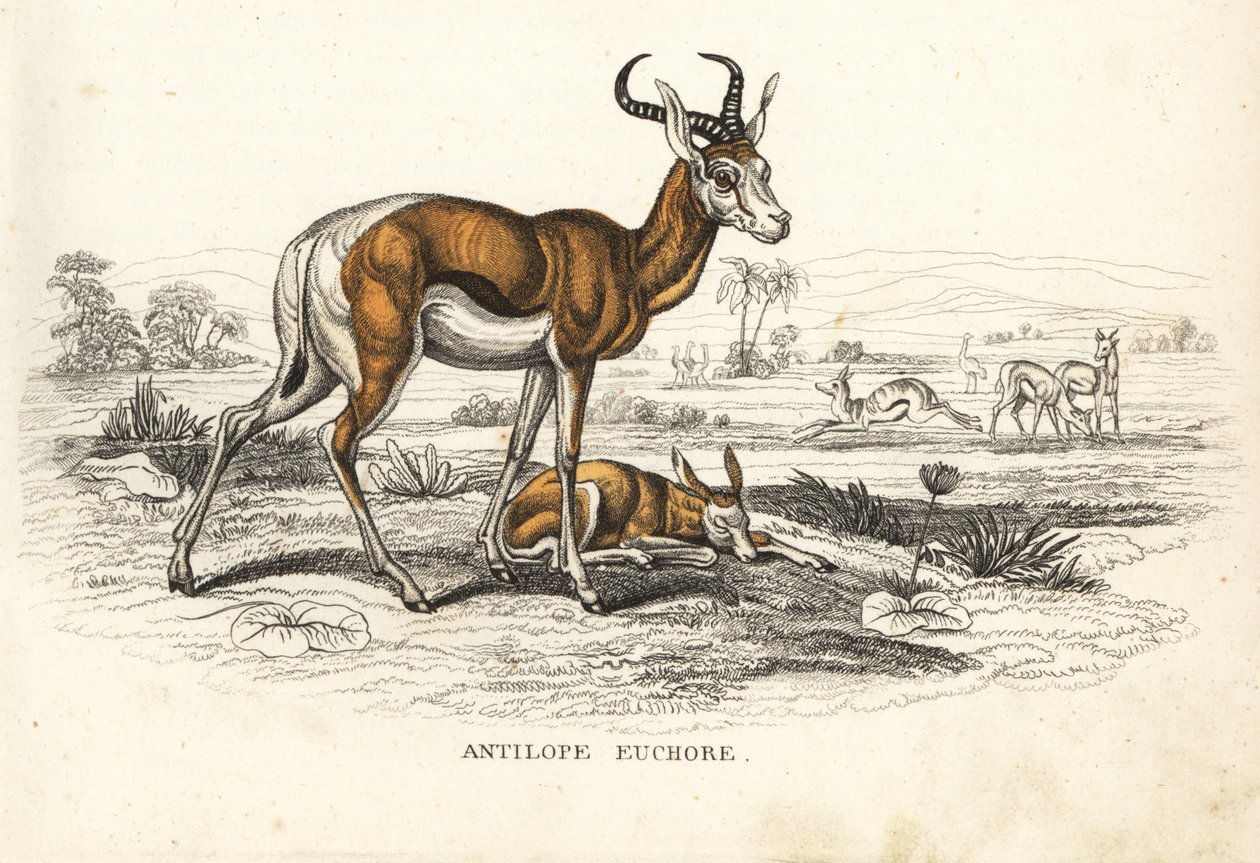 Springbok, Antidorcas marsupialis (Antilope euchore). Ručně kolorovaná litografie z přírodovědné galerie Georga Friedricha Treitschkeho, Naturhistorischer Bildersaal des Thierreiches, Liepzig-1842. od Unbekannter Künstler