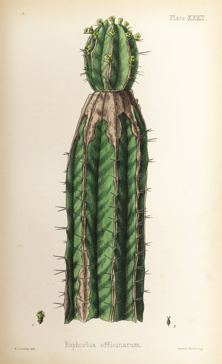 Ostrožka, Euphorbia officinarum. Ručně kolorovaná litografie Henryho Sowerbyho z knihy Edwarda Hamiltona Flora Homeopathica, Bailliere, Londýn. od Unbekannter Künstler