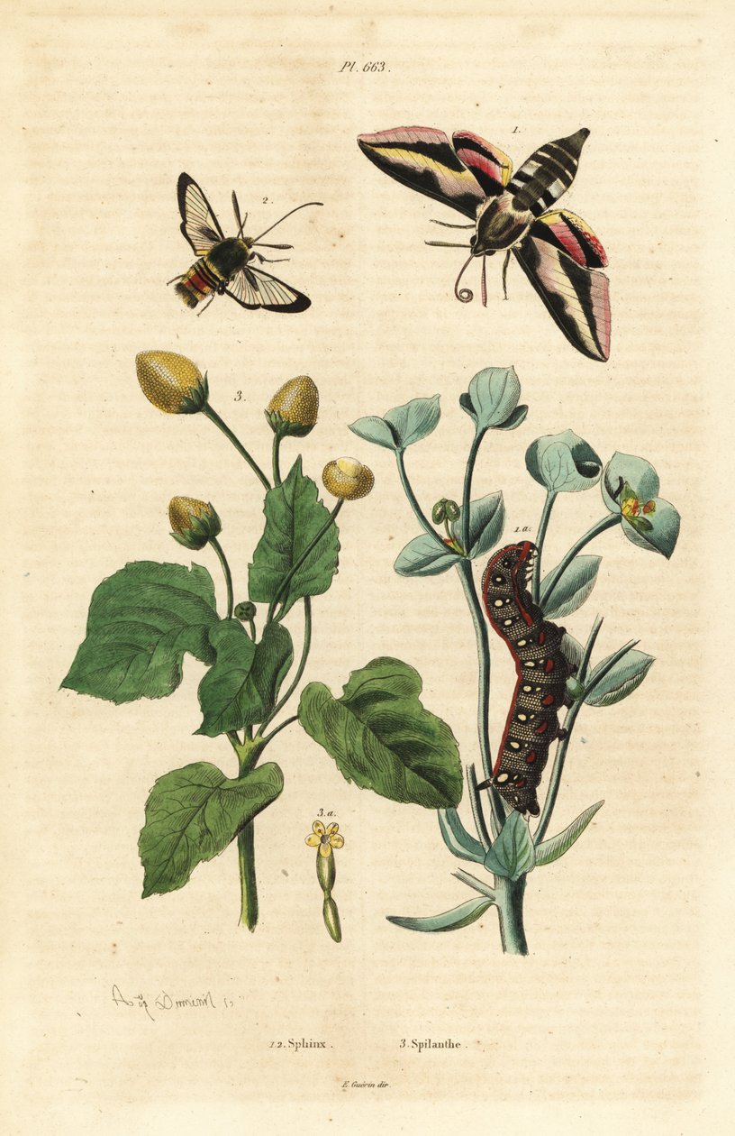 Jestřáb pryšec, Hyles euphorbiae a housenka 1, sršeň můra, Sesia apiformis 2 a rostlina bolení zubů, druh Spilanthes od Unbekannt