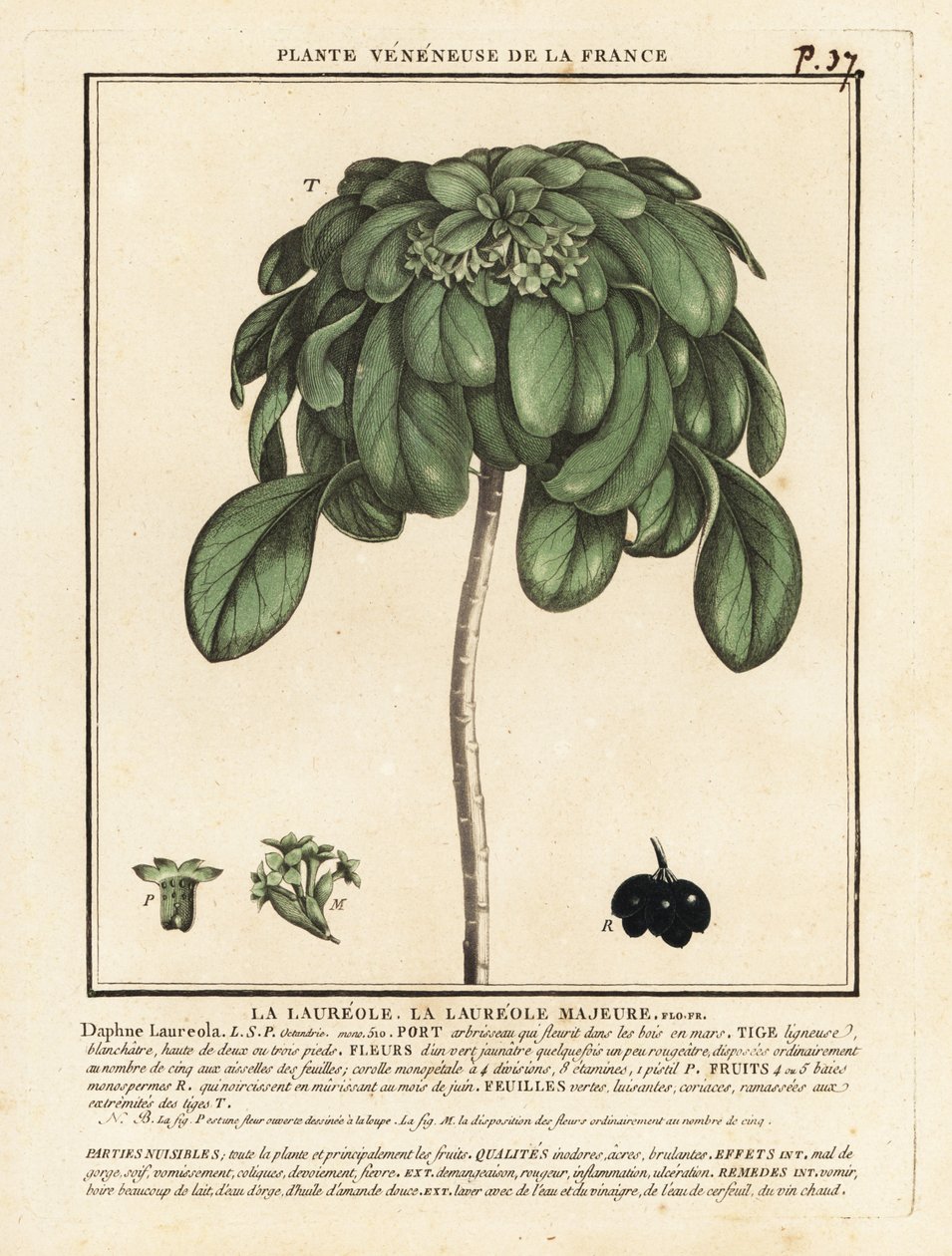 Spurge Laurel, Daphne Laureola. od Unbekannter Künstler