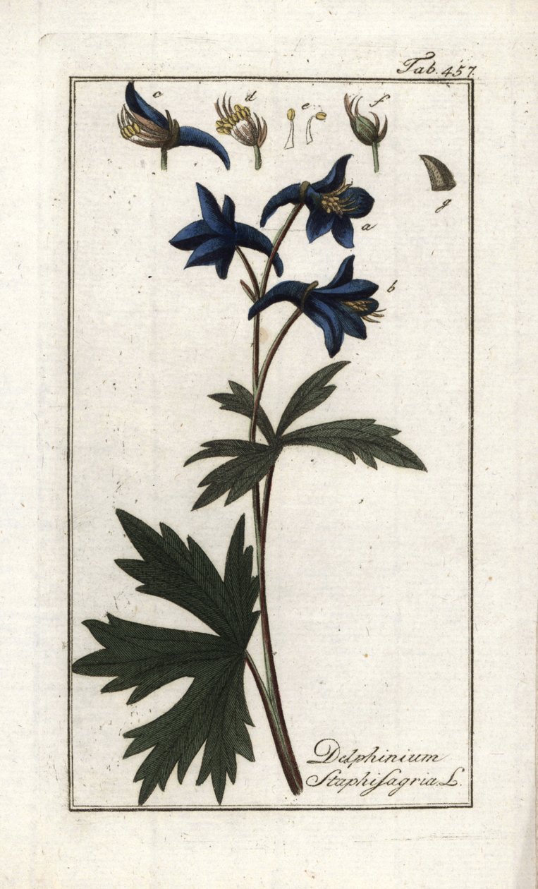 Staphisegar nebo bylina s vší, dnavá tráva nebo divoký hrozen (Delphinium staphisagria). Litografie z knihy "Afbeelding der Artseny-Gewassen" od Johannese Zorna (1739-1799), Nizozemsko od Unbekannter Künstler