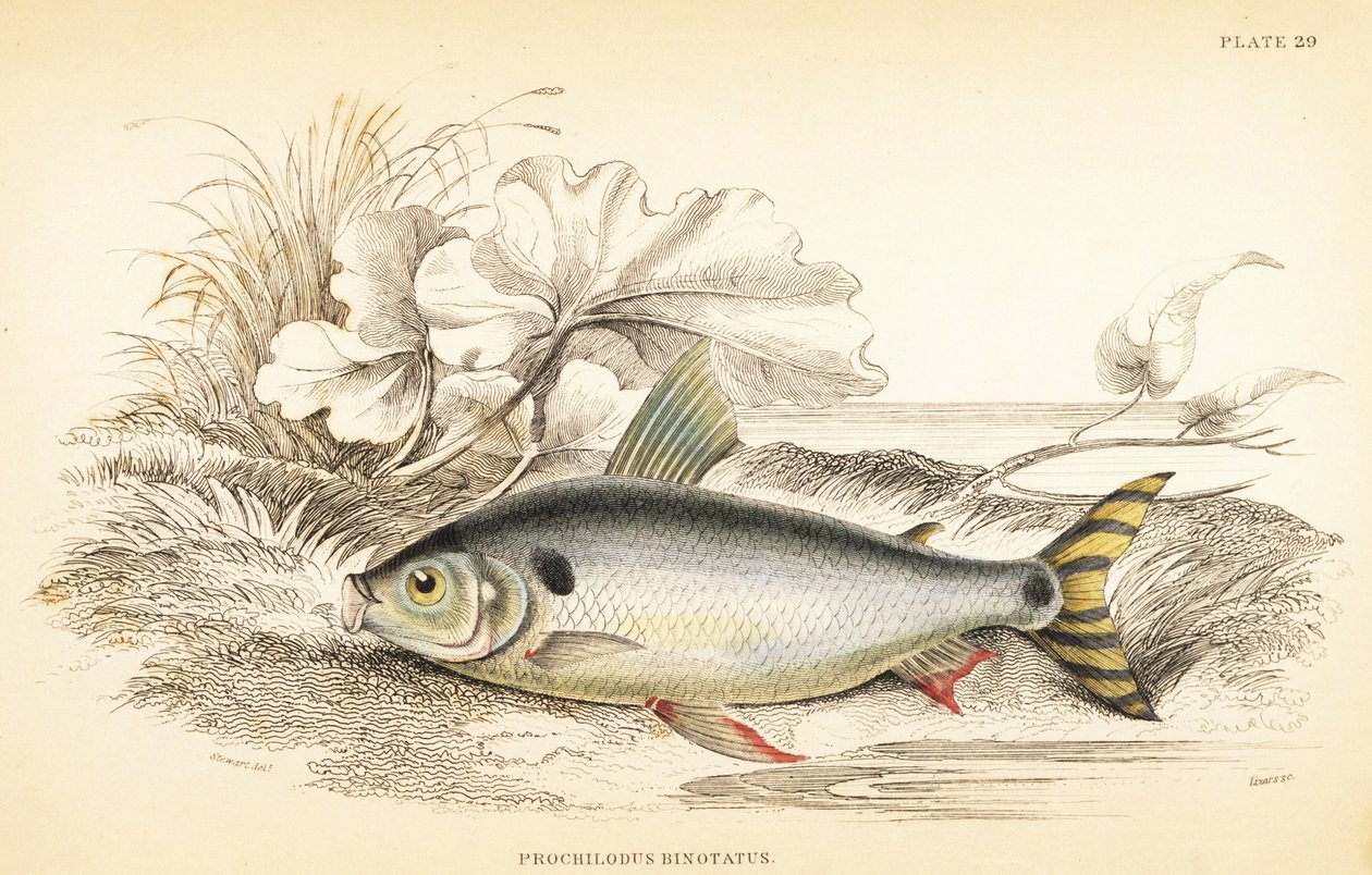 Steindachnerina binotata (Kapr lososovitý s dvojitou značkou, Prochilodus binotatus). Ručně kolorovaná ocelorytina W. H. Lizarse podle ilustrace Jamese Stewarta z knihy Roberta Schomburga Fishes of Guiana, která je součástí Naturalist