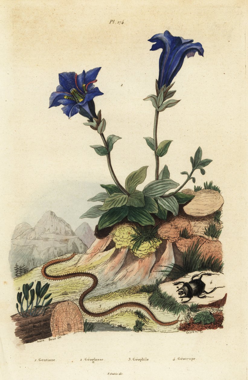 Hořec bezstonkový, hořec acaulis 1, Clavaria ophioglossoides 2, stonožka, Geophilus walckenaerii 3 a skarabeus, Geotrupes momus 4 od Unbekannt