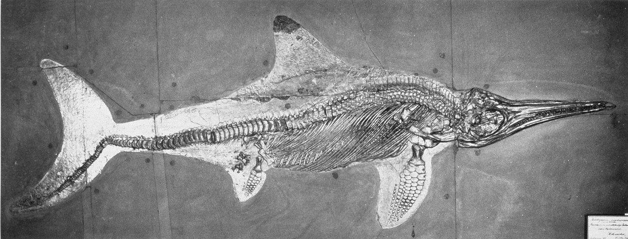 Stenopterygius megacephalus (Oxfordský ichthyosaur) nalezen Nr. Stuttgart, Německo, období Horního Liasu od Unbekannt