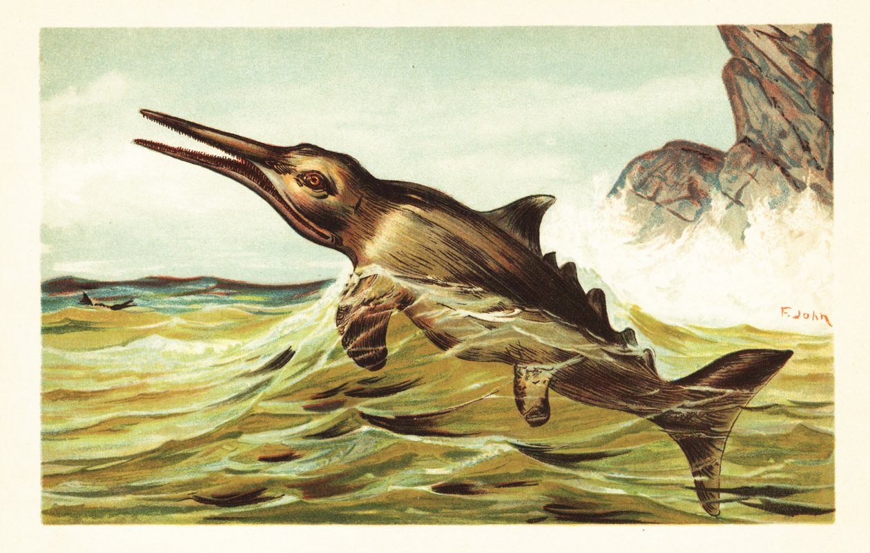 Stenopterygius quadriscissus, vyhynulý ichtyosaur.1908 (litografie) od Unbekannter Künstler