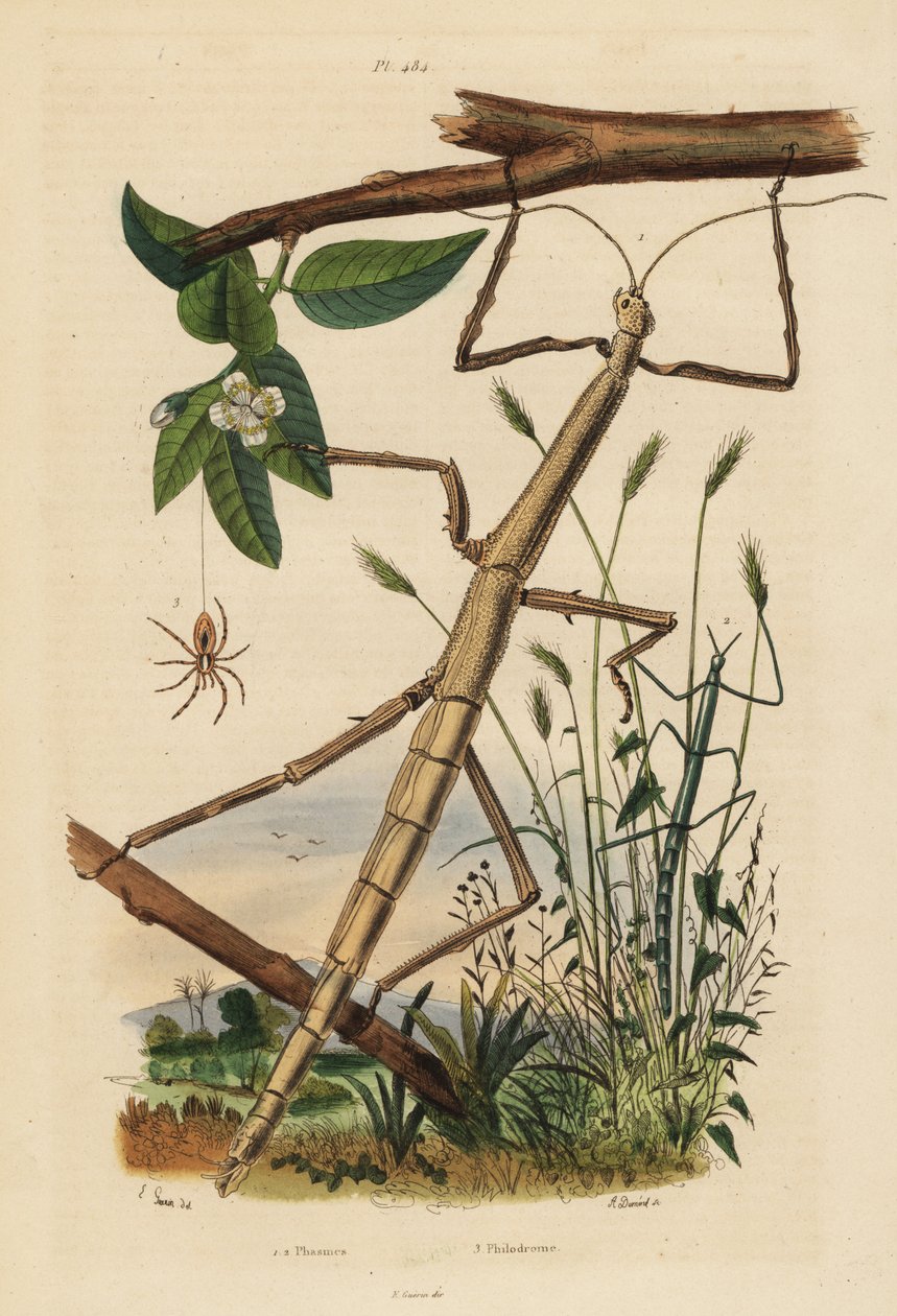 Hmyz nebo phasmids, Carausius morosus a Clonopsis gallica, a putující krab pavouk, Philodromus aureolus od Unbekannt