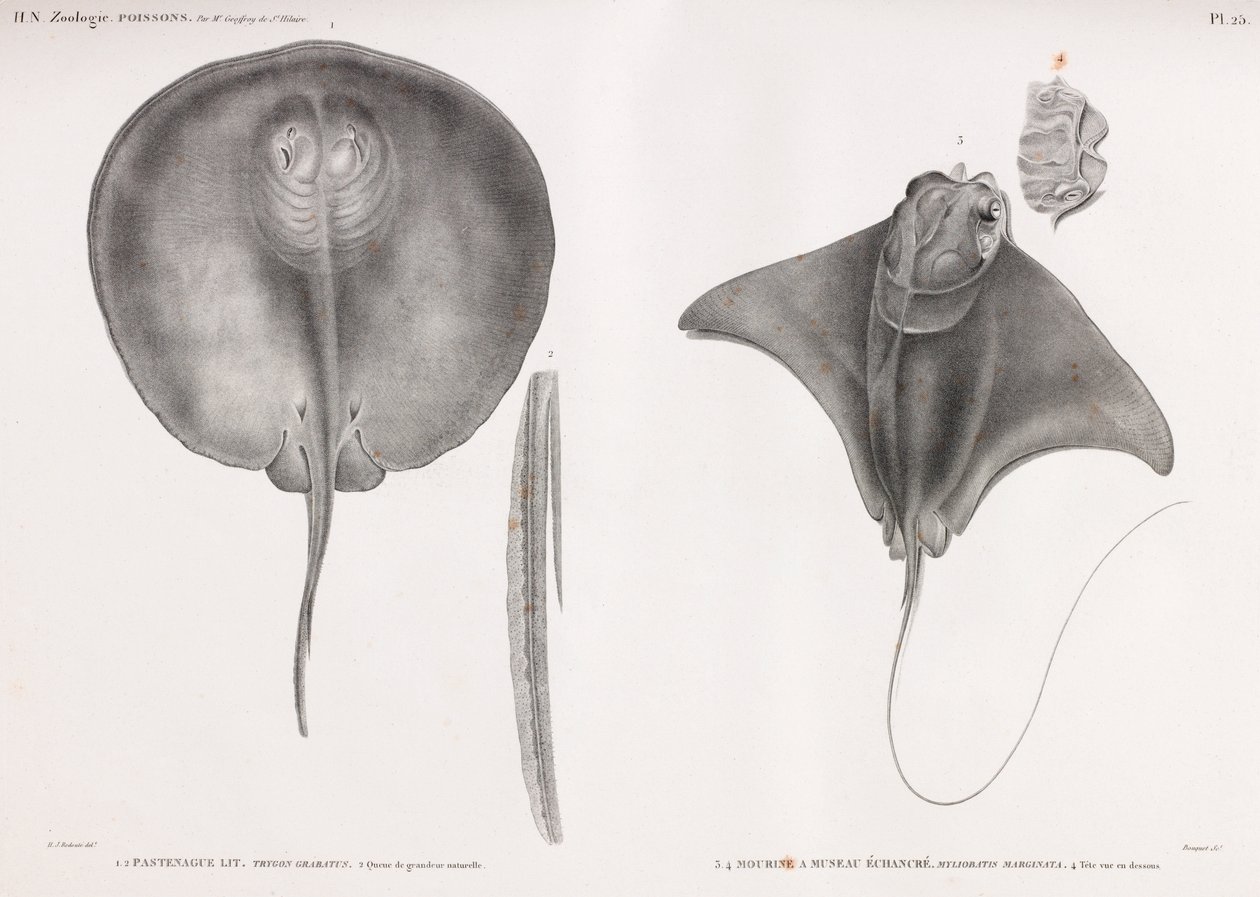 Stingray, přední a zadní od Unbekannt