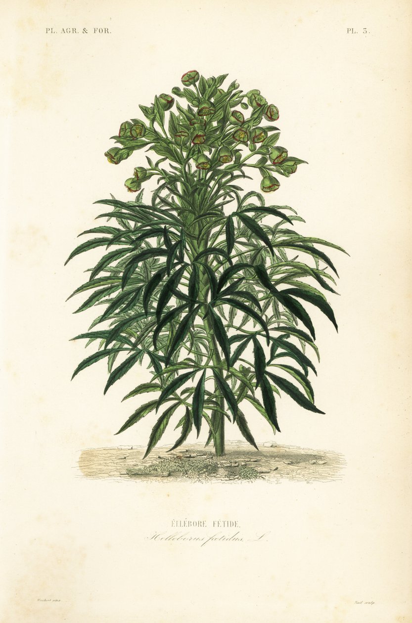 Čemeřice smradlavé, Helleborus foetidus, Ellebore fetide od Unbekannt