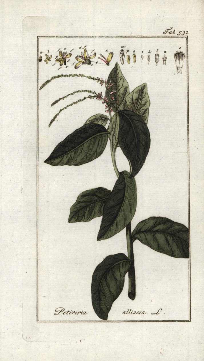 Verbena smrdutá neboli česneková liána (Petiveria alliacea). Litografie z knihy "Afbeelding der Artseny-Gewassen" od Johannese Zorna (1739-1799), Nizozemsko od Unbekannter Künstler