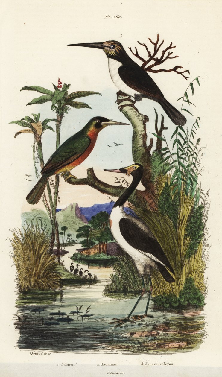 Čáp, Jabiru mycteria, žakár rufousocasý, Galbula ruficauda a žakár tříprstý, Jacamaralcyon tridactyla od Unbekannt