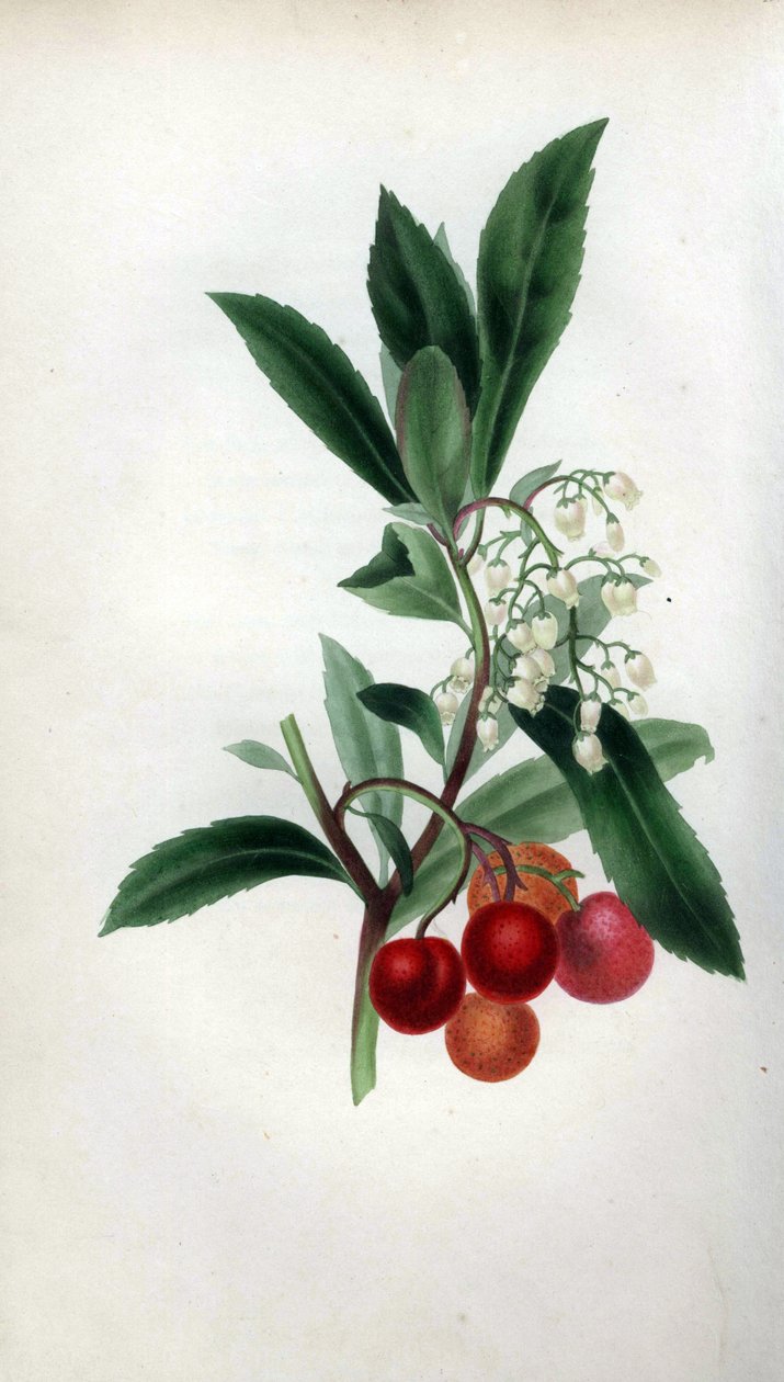 Jahodník s květy a plody, Arbutus unedo. Ručně kolorovaná botanická ilustrace, kterou nakreslila paní Rebecca Hey podle své knihy "Spirit of the Woods", London, Longman, Rees. od Unbekannter Künstler