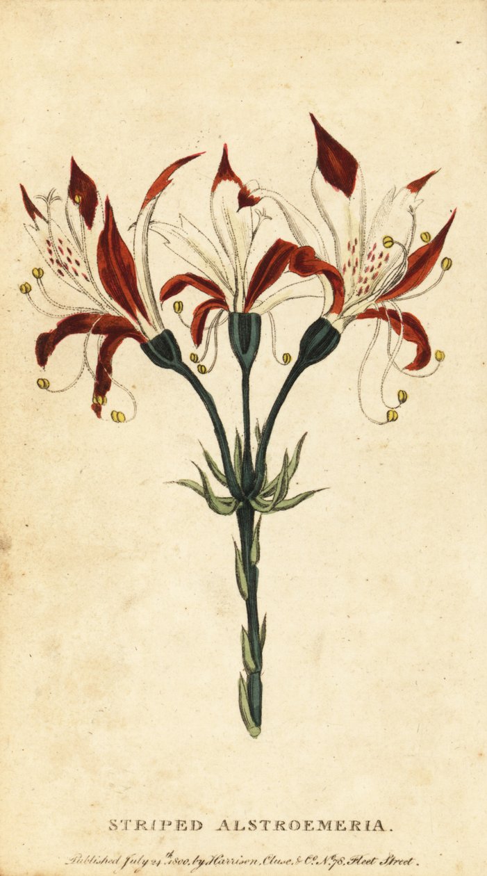 Alstroemeria, Alstroemeria ligtu. ,1800 (rytina) od Unbekannter Künstler