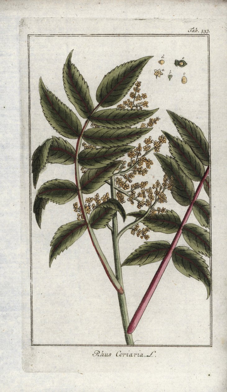 Škumpa korálovcová neboli korálovec (Rhus coriaria). Litografie z knihy "Afbeelding der Artseny-Gewassen" od Johannese Zorna (1739-1799), Nizozemsko. od Unbekannter Künstler